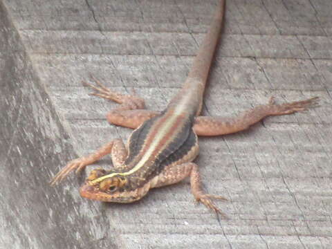 Image of Striped Lava Lizard