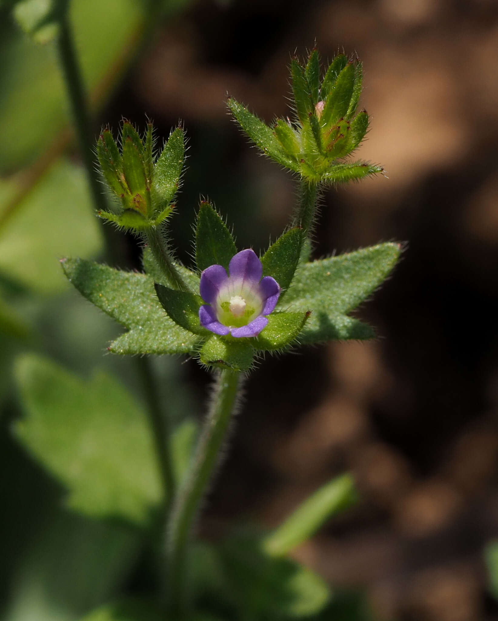 Image of Campanula erinus L.