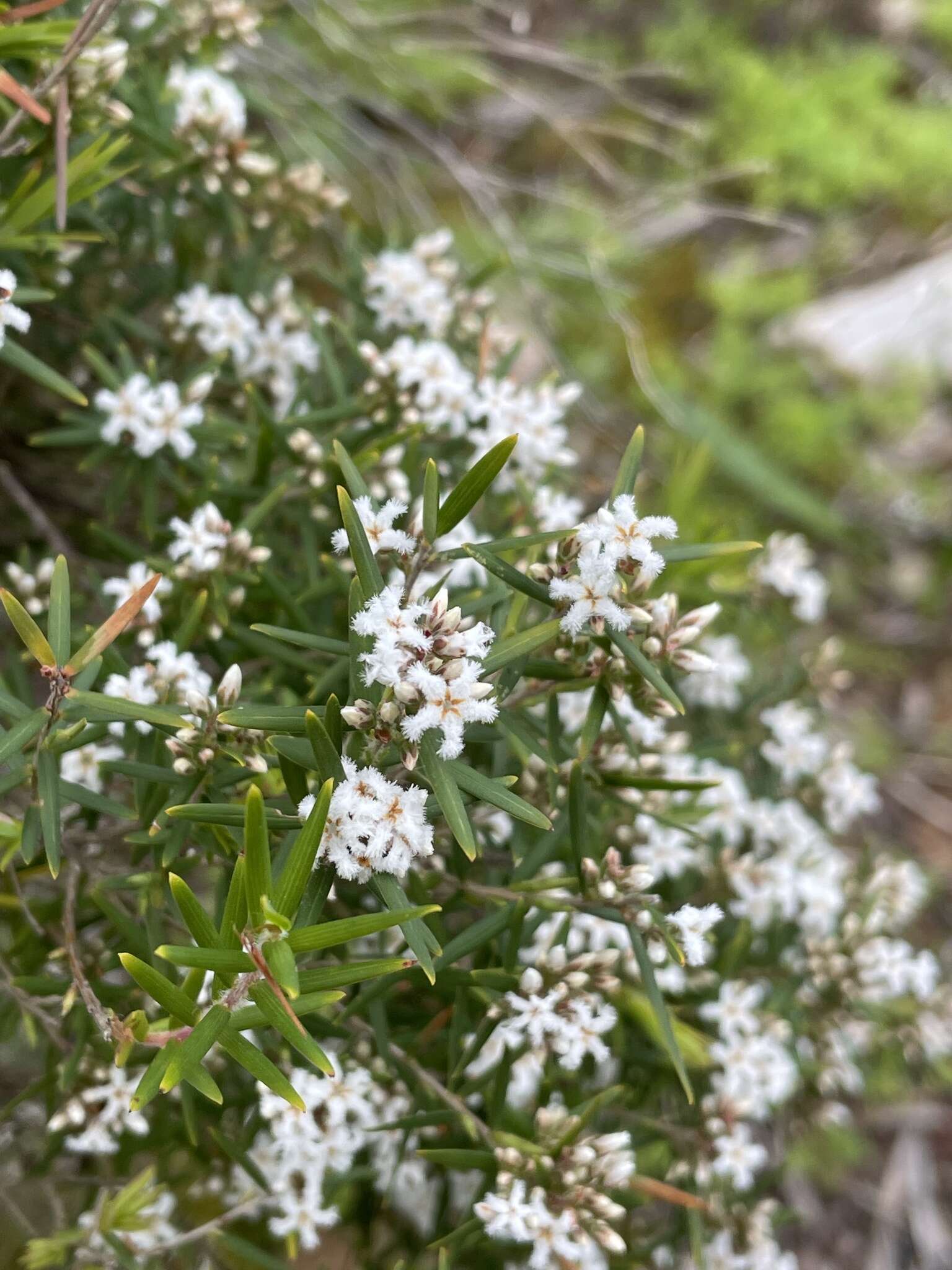 صورة Leucopogon obovatus subsp. revolutus (R. Br.) Hislop