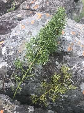 Image of Asparagus rigidus Jessop