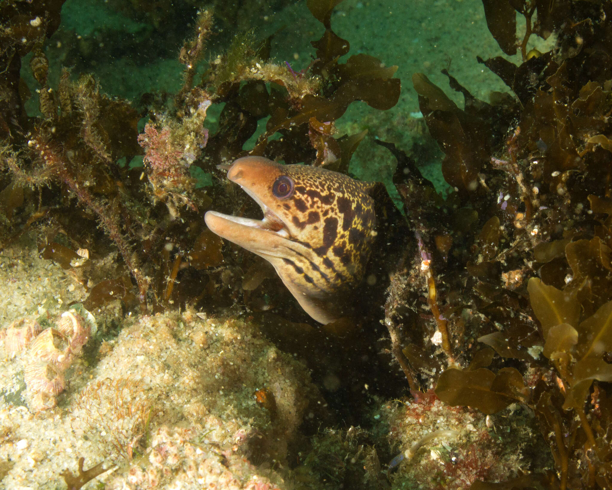 Image of Australian moray