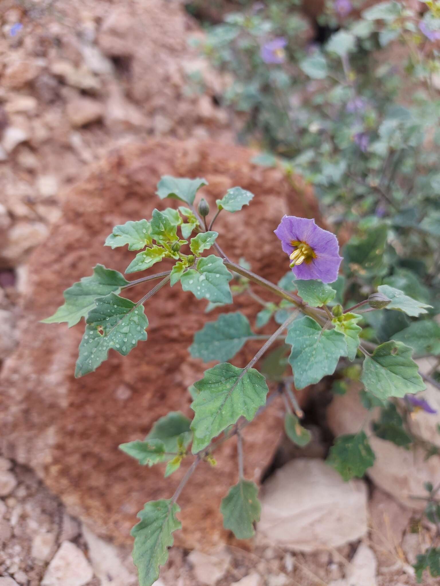 Physalis purpurea Wiggins resmi