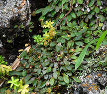 Image of Elaphoglossum piloselloides (C. Presl) T. Moore