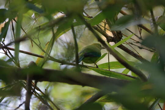 Image of Blue-winged Leafbird