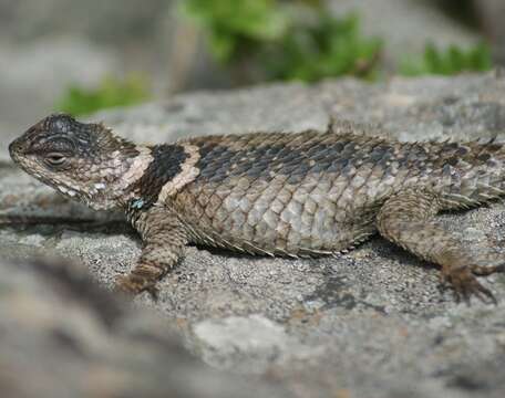 Plancia ëd Sceloporus mucronatus Cope 1885