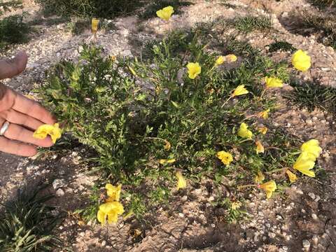 Image de Oenothera grandis (Britt.) Rydb.