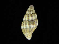 Image of Vexillum daedalum (Reeve 1845)