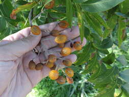 Image of western soapberry