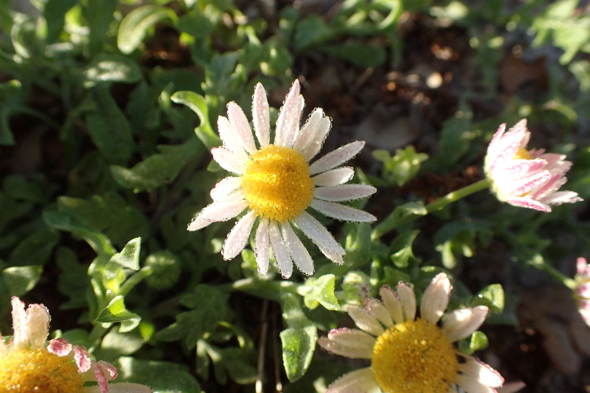 Слика од <i>Aphanostephus skirrhobasis</i>