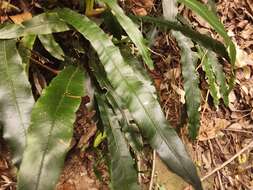 Austroblechnum patersonii (R. Br.) Gasper & V. A. O. Dittrich的圖片