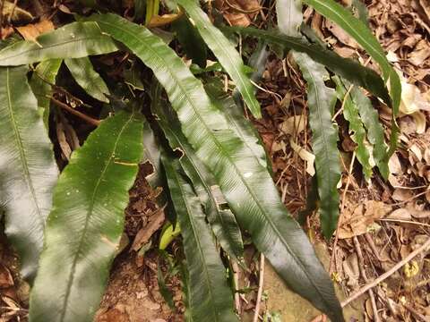 Plancia ëd Austroblechnum patersonii (R. Br.) Gasper & V. A. O. Dittrich