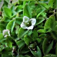 Imagem de Mitrasacme serpyllifolia R. Br.