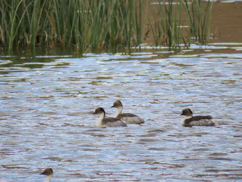 Image of Silvery Grebe