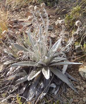 Слика од Celmisia semicordata subsp. stricta