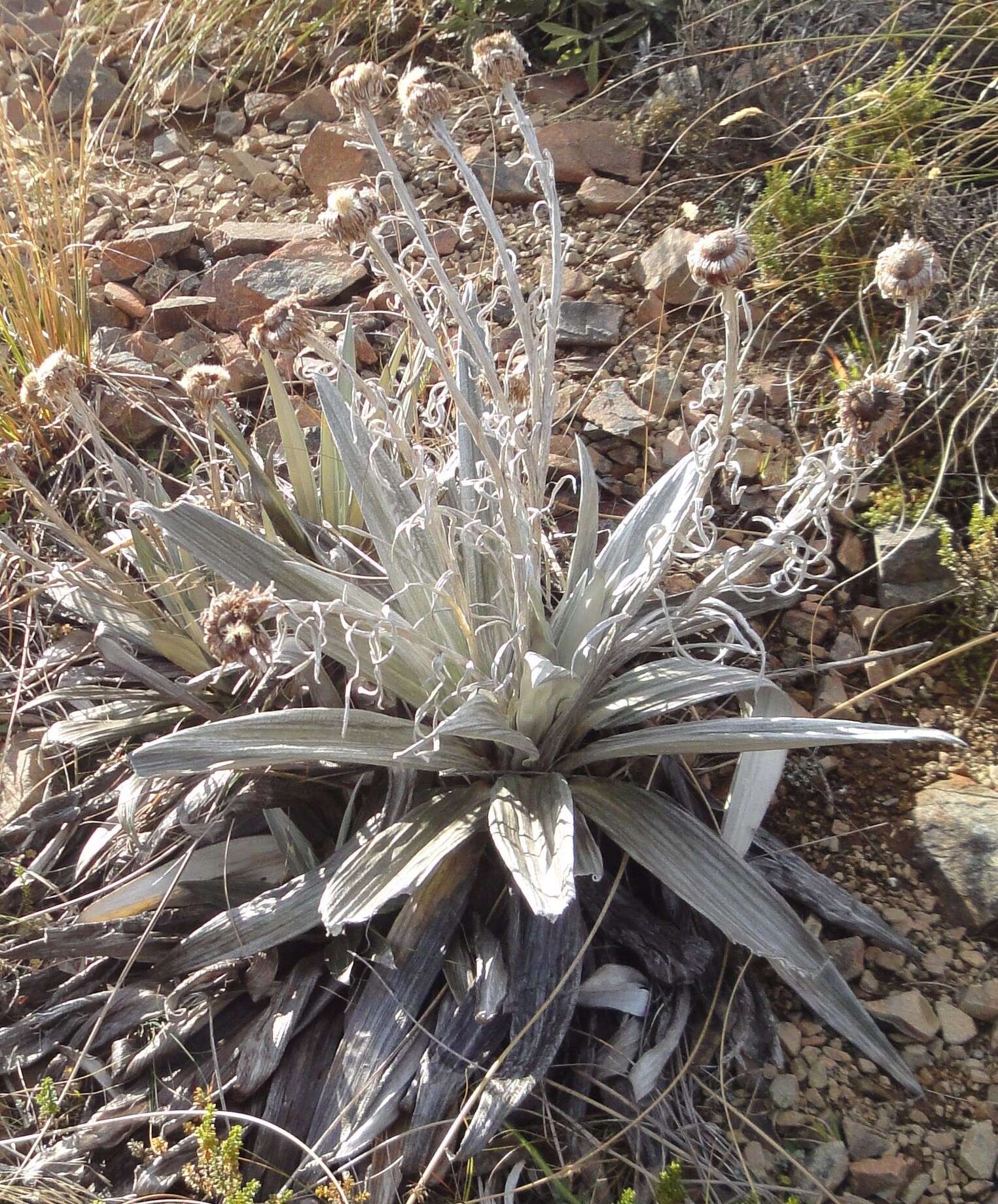 Sivun Celmisia semicordata subsp. stricta kuva