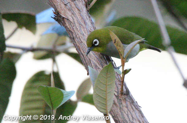 صورة Zosterops maderaspatanus maderaspatanus (Linnaeus 1766)