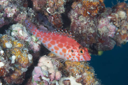 Image of Coral Hawkfish