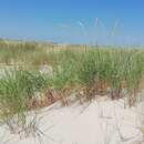 Imagem de Ammocalamagrostis baltica (Flüggé ex Schrad.) P. Fourn.