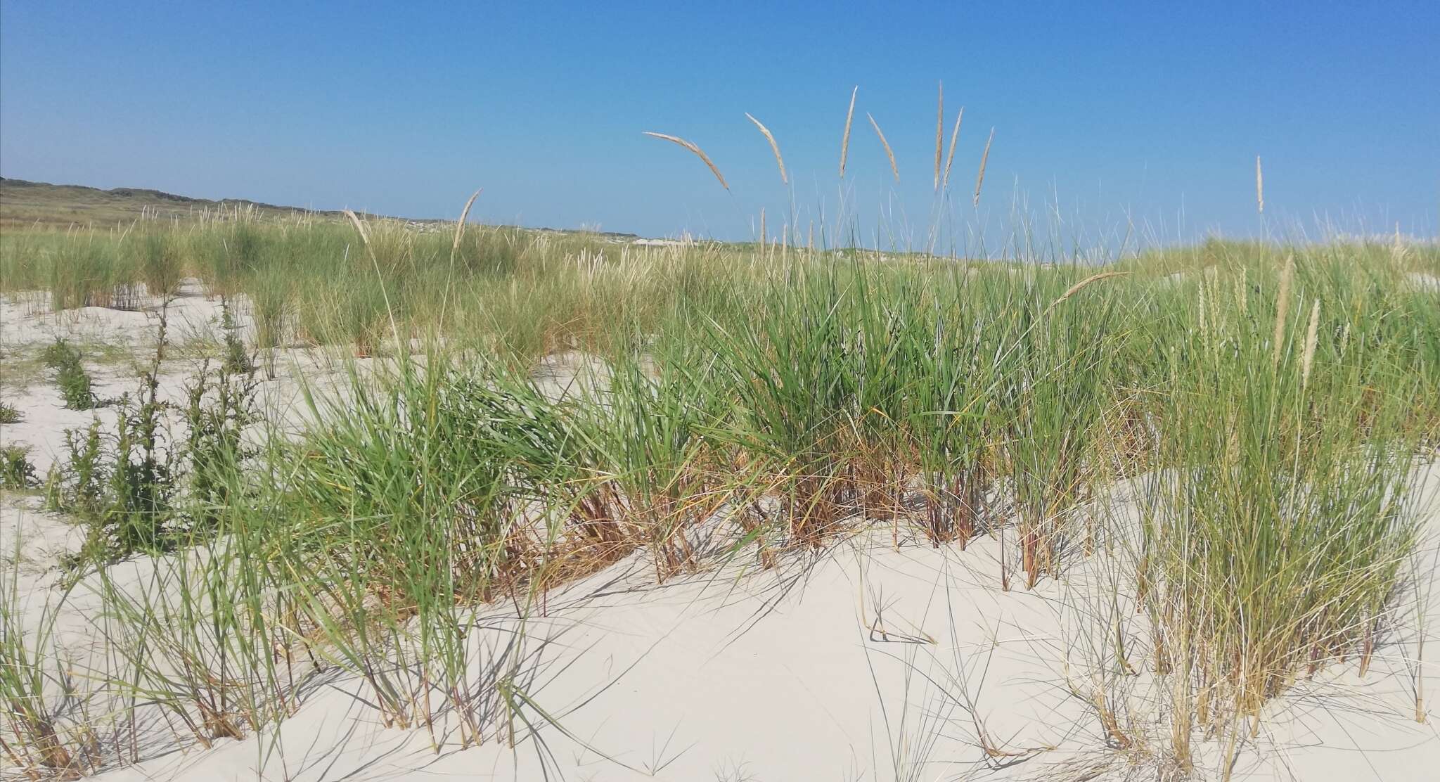 Image of Purple Marram