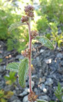 Image de Waltheria