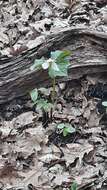 Image of Trillium erectum var. erectum