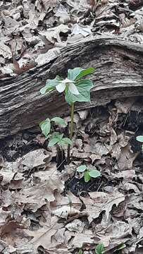 Imagem de Trillium erectum var. erectum