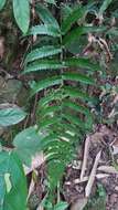 Image de Dryopteris decipiens (Hook.) O. Kuntze