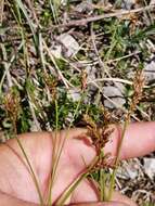 Image of Carex ornithopoda Willd.