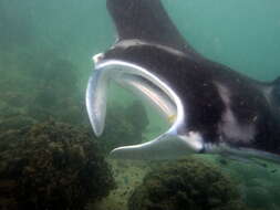 Image of Coastal Manta Ray