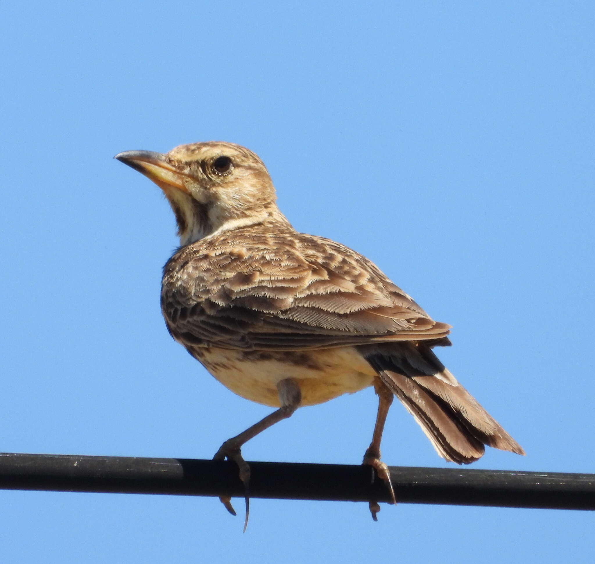 Image of Large-billed Lark