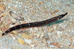 Image of Kampen&#39;s pipefish