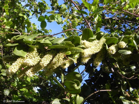 Image of Ercilla spicata (Bertero) Moq.