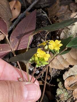 Image of Oxalis polymorpha Mart. ex Zucc.