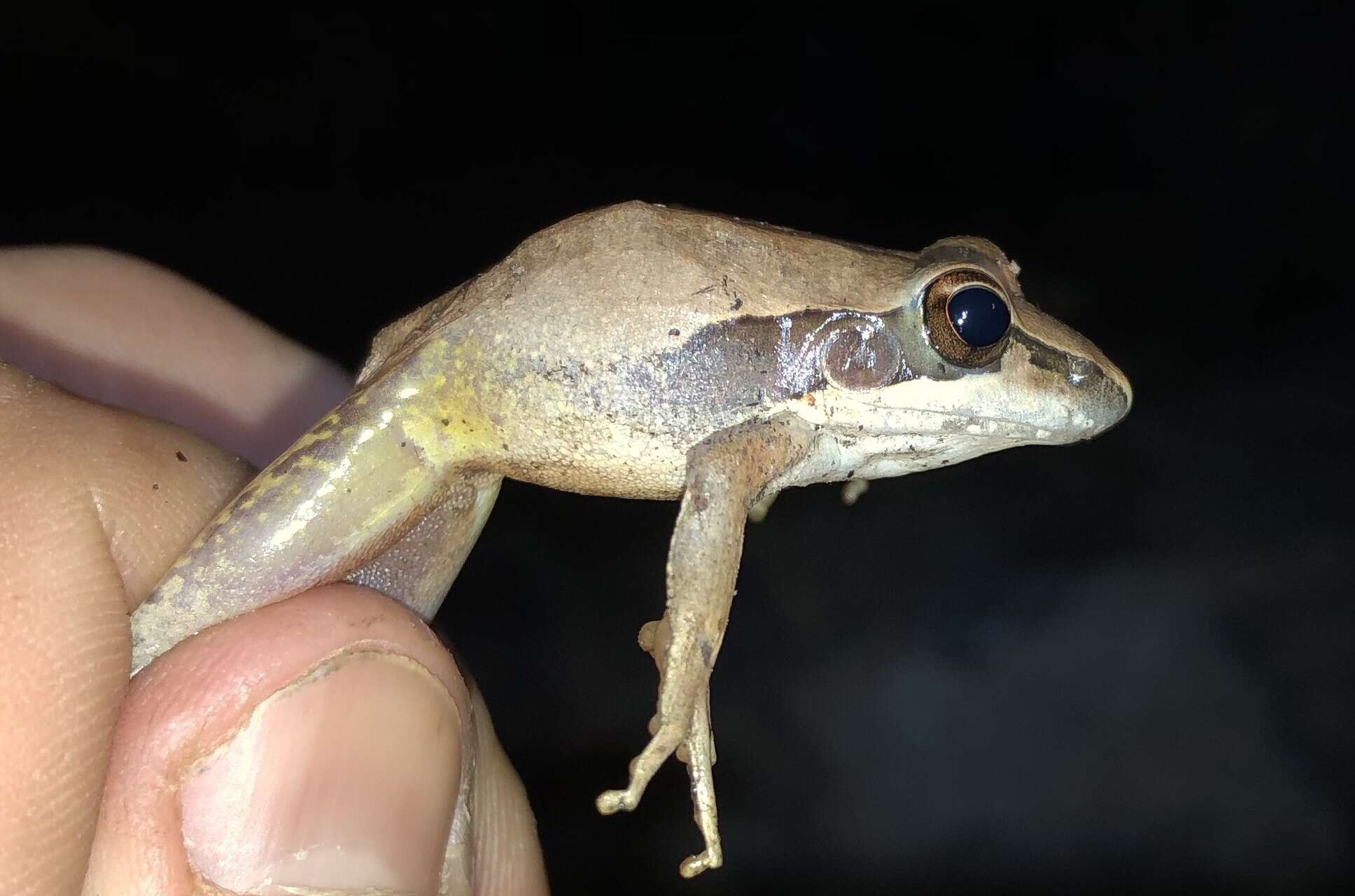 Image of Pale Frog