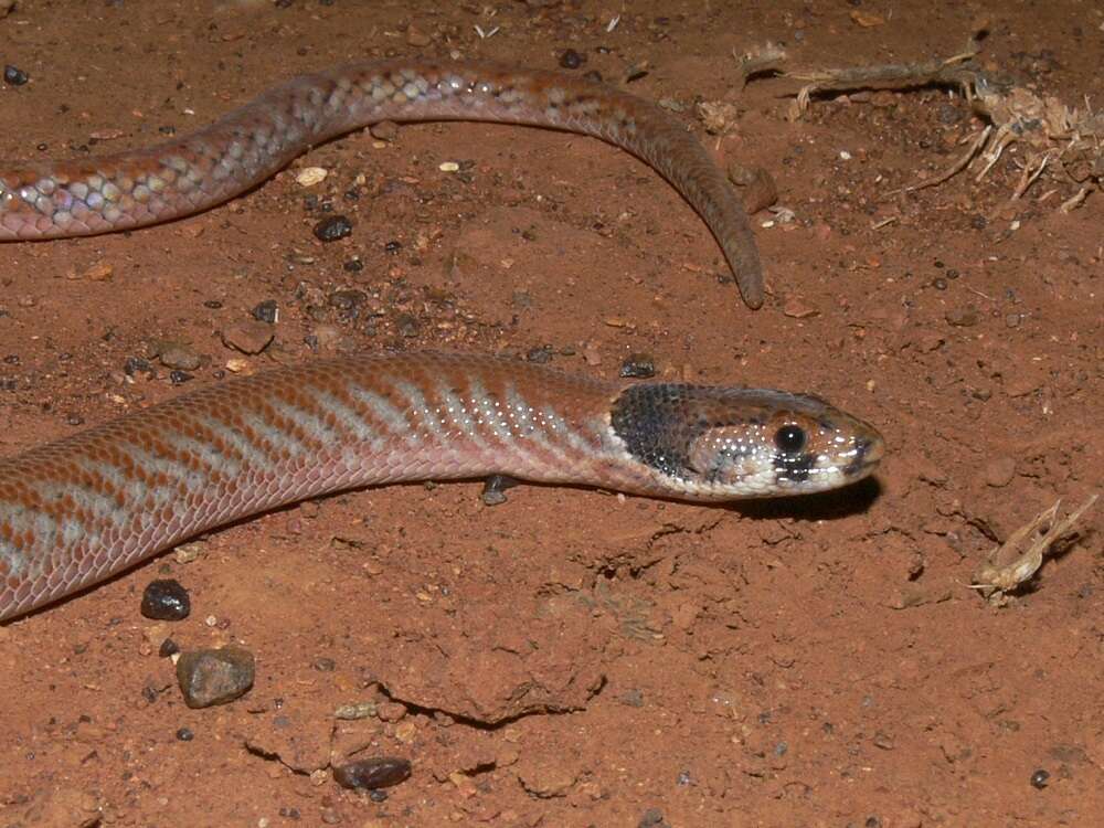 Image of Western hooded scaly-foot