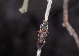 Image of Lasioglossum peraustrale (Cockerell 1904)