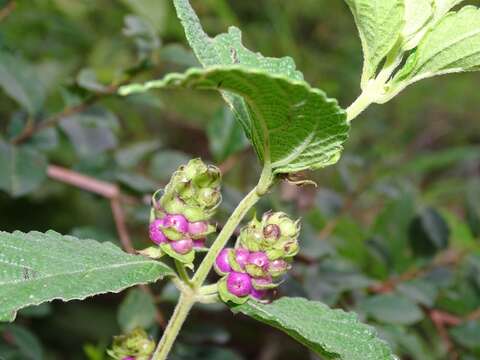 Plancia ëd Lantana ukambensis (Vatke) Verdc.