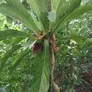 Image de Anthurium acaule (Jacq.) Schott