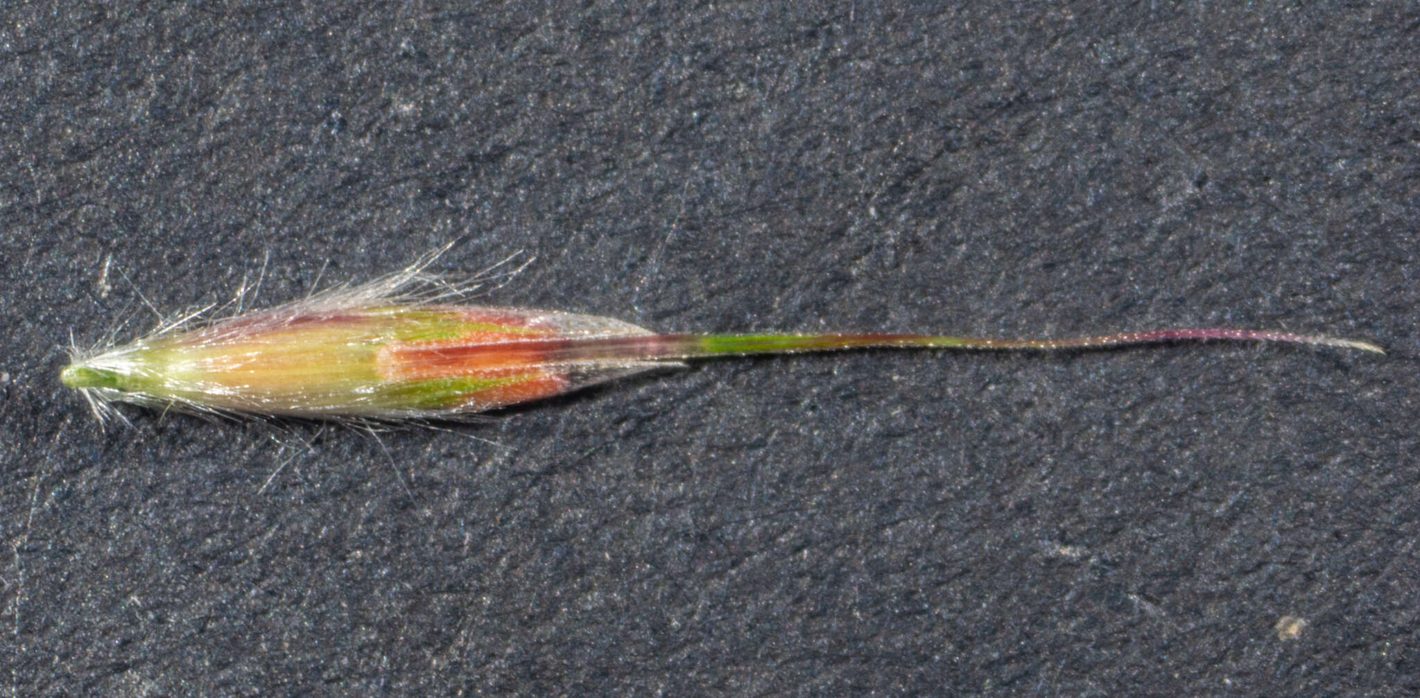 Image of Rytidosperma pallidum (R. Br.) A. M. Humphreys & H. P. Linder