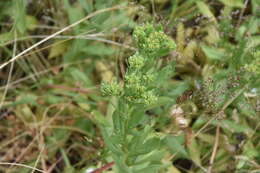 Imagem de Sericocarpus rigidus Lindl.