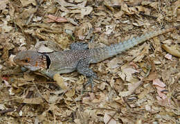 Image of Collared iguana