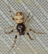 Image of Trashline orbweaver