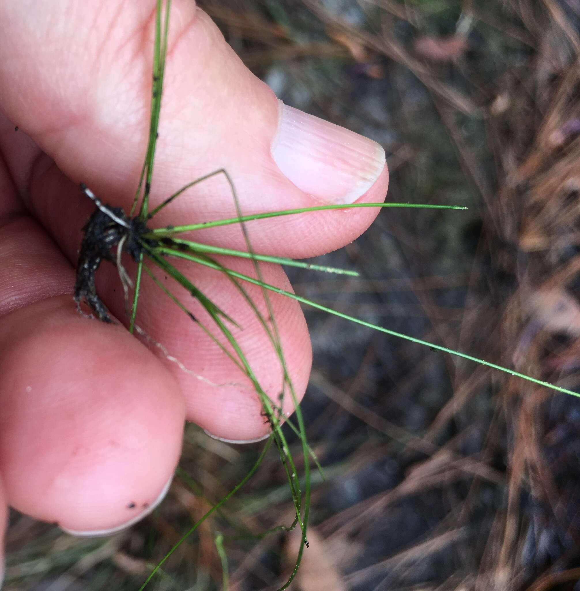 Image of Viviparous Spike-Rush