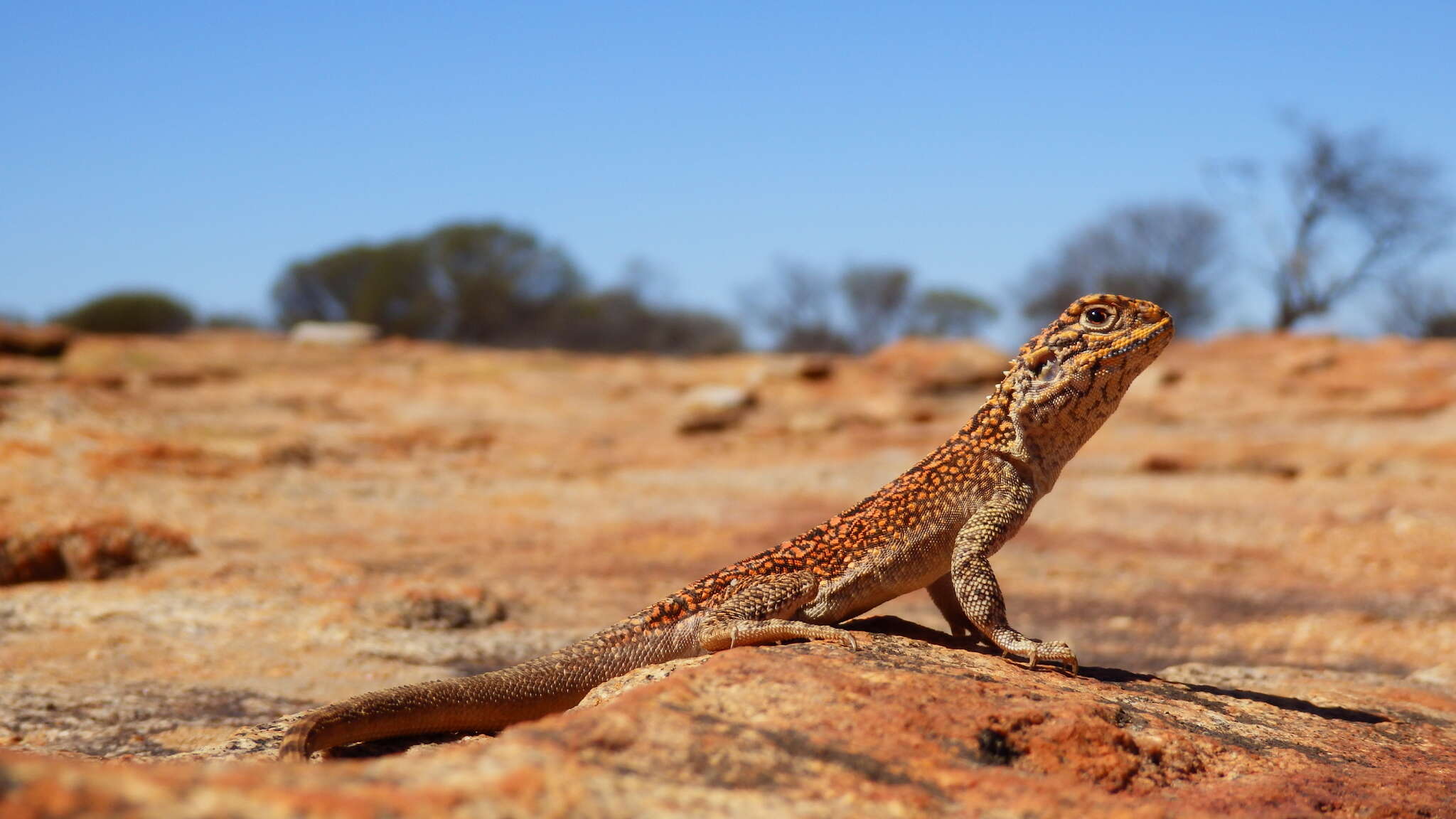 صورة Ctenophorus reticulatus (Gray 1845)