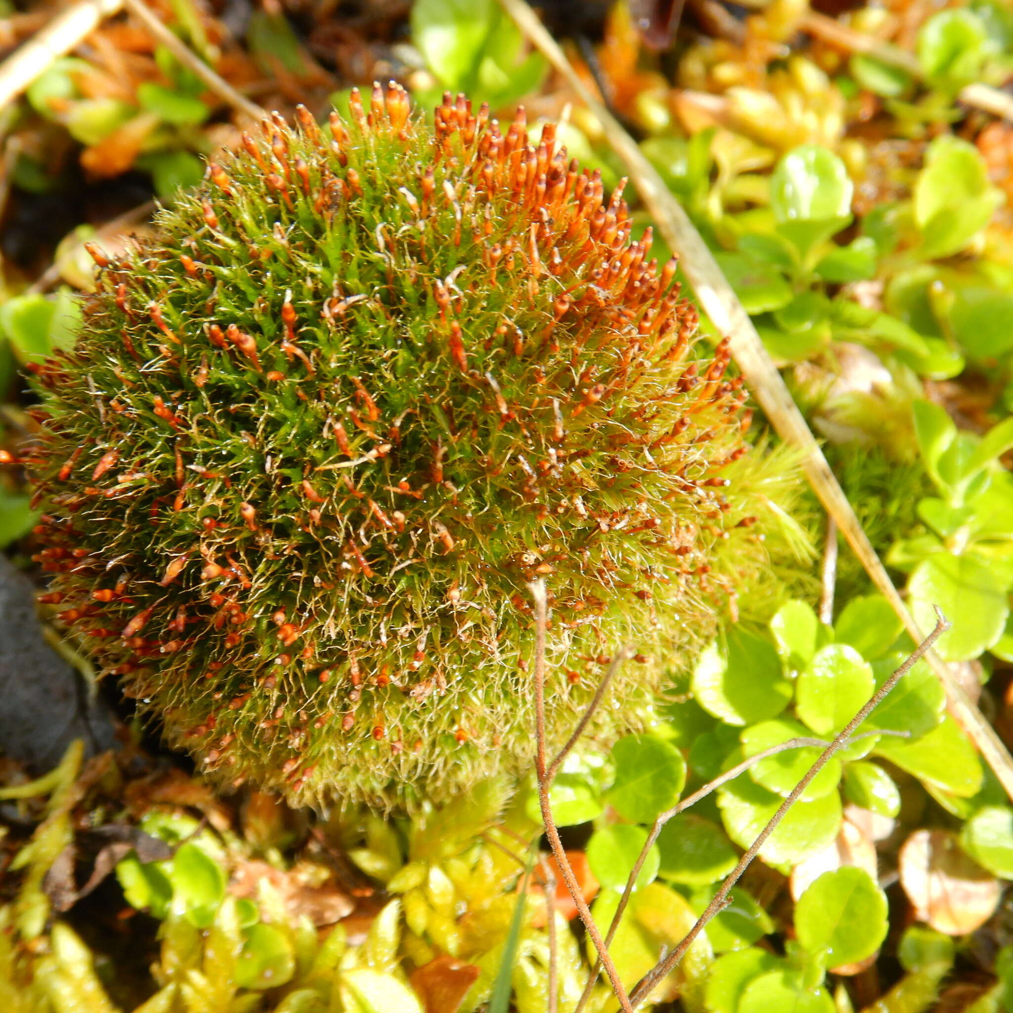 Image of toothedleaf nitrogen moss