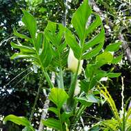 Image of Monstera dissecta (Schott) Croat & Grayum