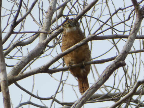 Image of Barred Puffbird