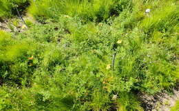 Image of Ursinia chrysanthemoides (Less.) Harv.