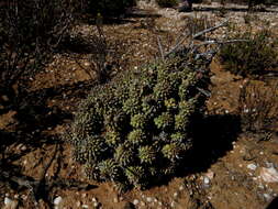 صورة Euphorbia multiceps A. Berger