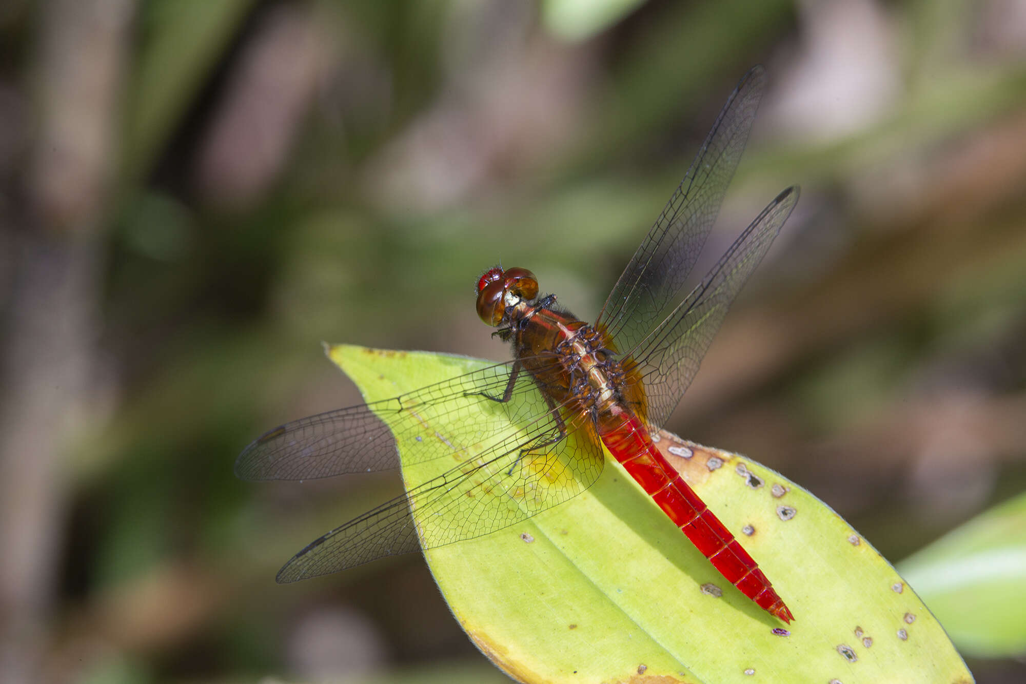 Imagem de Rhodothemis rufa (Rambur 1842)